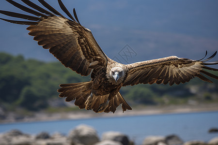 展翅翱翔的秃鹫背景图片