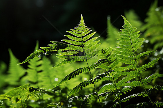 户外的绿色植物图片