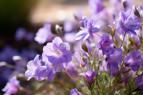 盛开的紫色花束图片