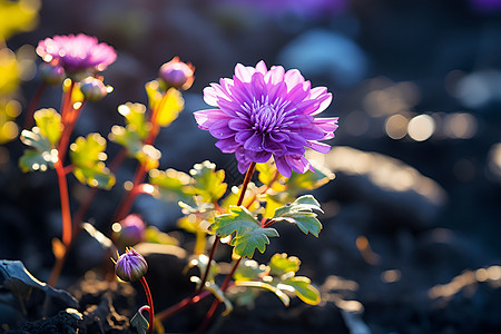 阳光下紫色花朵背景图片