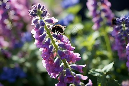 紫色花朵与蜜蜂图片
