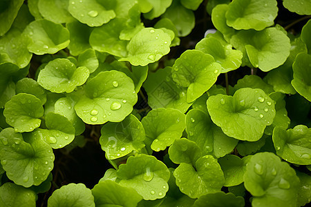 水滴点缀的绿色植物图片