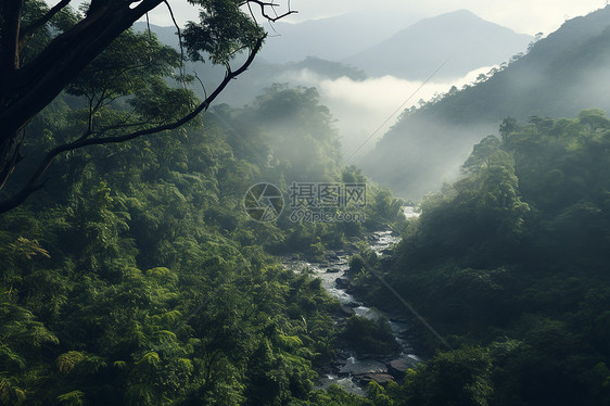 山林中的丛林河流图片