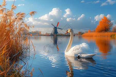 湖泊畔的白天鹅背景图片