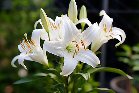 清新绽放的百合花花朵背景图片