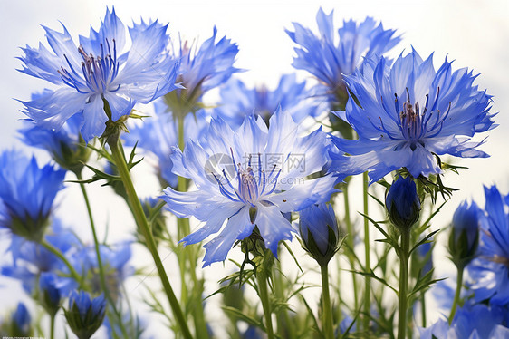 盛开的蓝色花朵图片