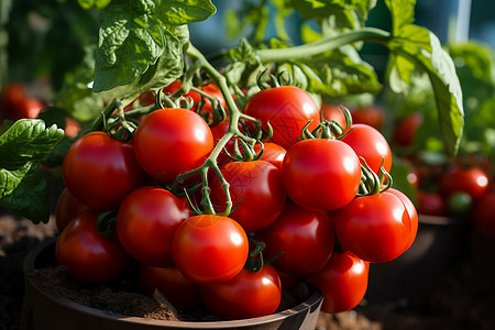 园中熟透的番茄背景图片