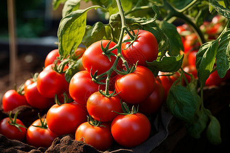 新鲜丰收的番茄图片