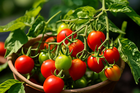运动营养厨房新鲜的番茄背景