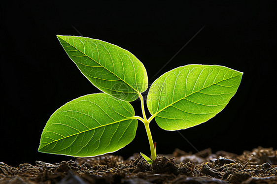 土壤中的幼苗植物图片