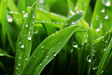 绿草上的水滴背景图片
