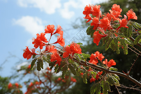 热带鲜花盛开图片