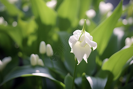 一朵白色花朵图片
