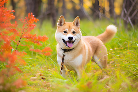 草地上可爱的秋田犬图片