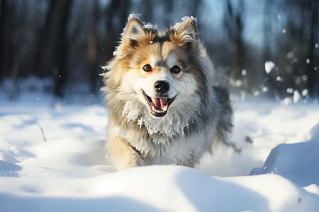 雪地上欢乐的小狗图片