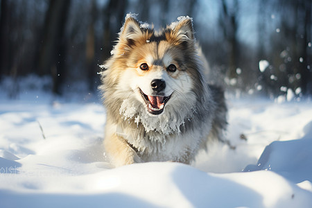 雪地上欢乐的小狗背景图片