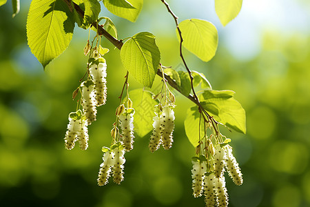 白花绿叶森林微光图片