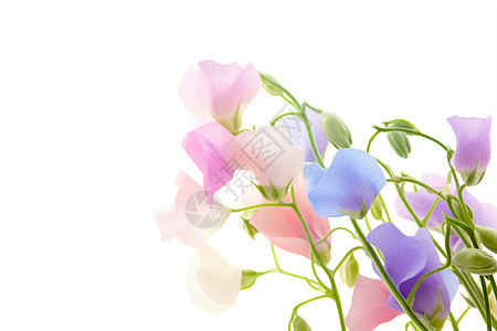 粉蓝色甜豌豆花束高清图片
