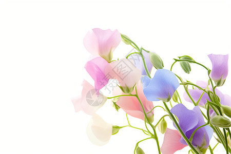 粉蓝色甜豌豆花束背景图片