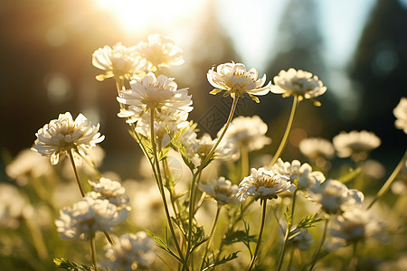 美丽花园的小雏菊花朵图片