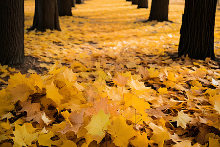 秋季公园中的落叶背景图片