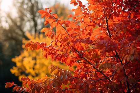 金黄色的秋季林间树木背景图片