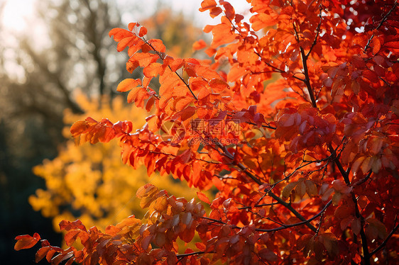 金黄色的秋季林间树木图片
