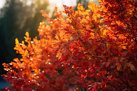美丽的秋日林间景色背景图片