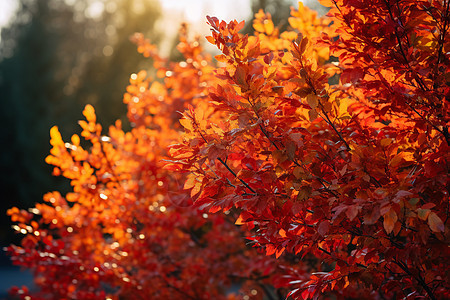 美丽的秋日林间景色图片