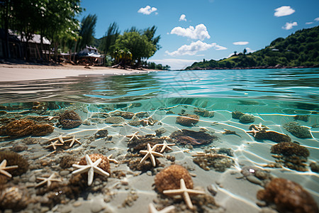 海洋美丽贝壳海水中的海星背景