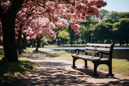樱花树下的公园长椅图片