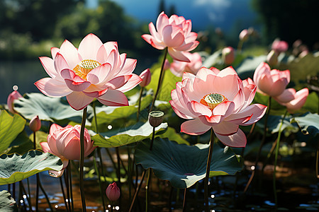 池塘中莲花背景图片