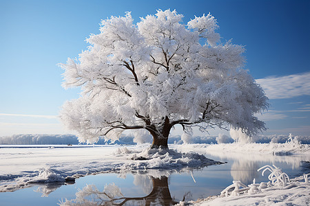 冬季大树背景图片