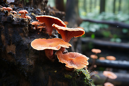 一群蘑菇背景图片