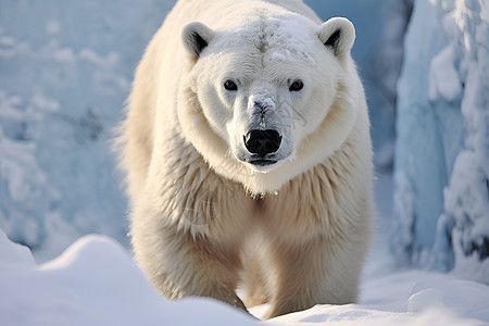 冰雪中的极地熊背景图片