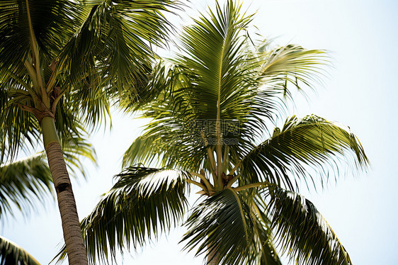 天空下的棕榈树图片
