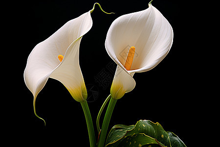 典雅的白色马蹄莲背景图片
