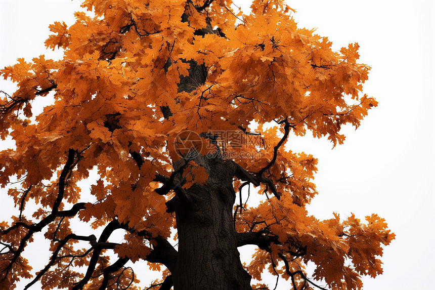 金黄色的秋季树木图片