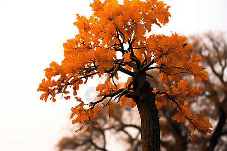 公园中的秋季树木图片