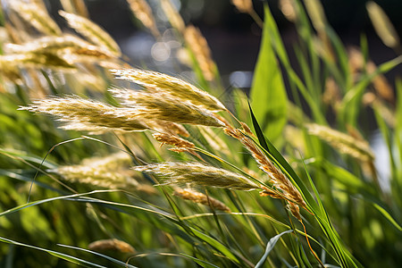 夏季生长的麦穗背景图片