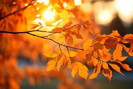 秋季阳光下金黄色的树叶背景图片