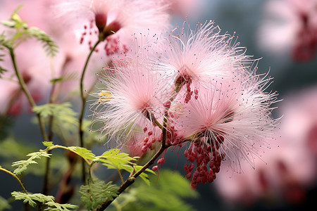 细枝上的花卉背景图片