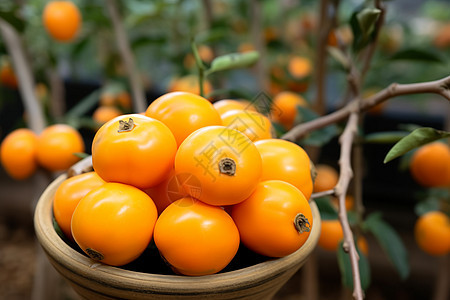成熟的柿子水果背景图片