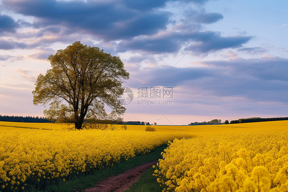 农村的黄色油菜花图片