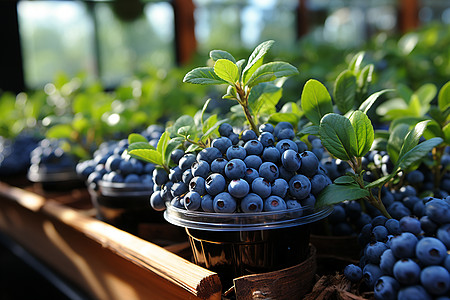 农园栽培的蓝莓背景图片