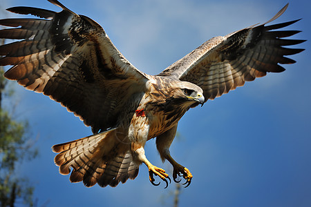 鹰在自然中翱翔图片