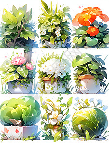 九种的植物花卉图片