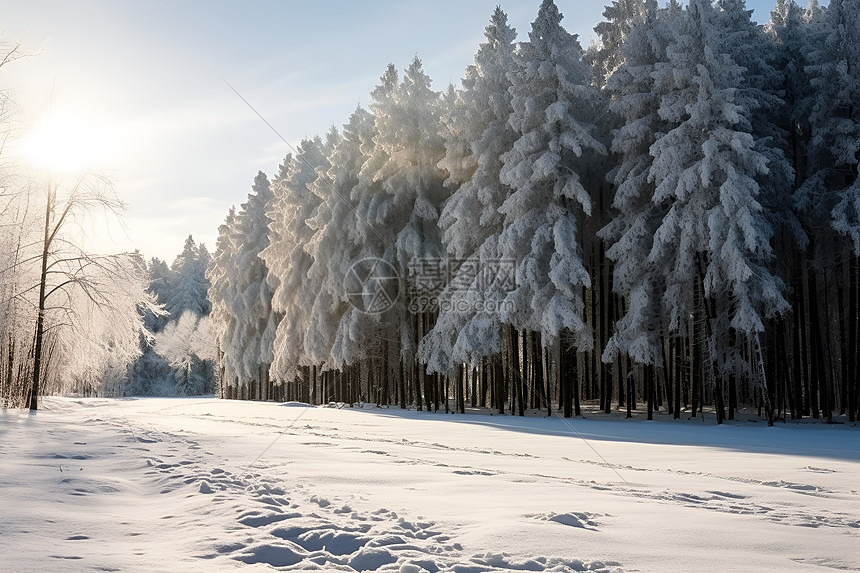 冰雪覆盖的森林图片