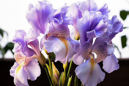 婉约的紫花图片