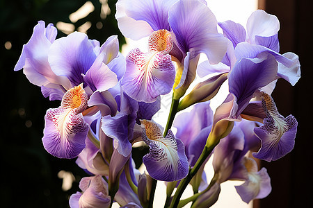 紫色花朵的美丽图片